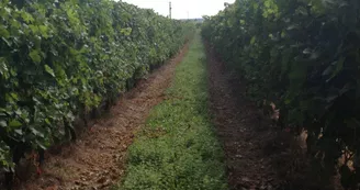 Cognac François Peyrot Cognac François Peyrot