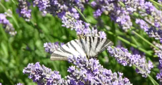 Les Jardins du Chaigne Les Jardins du Chaigne