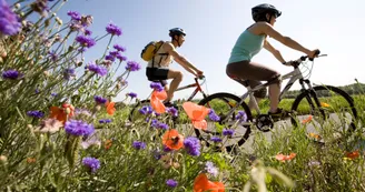 Balade à vélo dans le vignoble