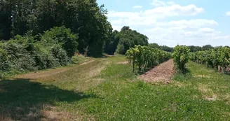 Circuit | Chemins en fins bois | Sigogne_Sigogne