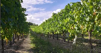Circuit du Bain des Dames | Châteauneuf-sur-Charente Circuit du Bain des Dames | Châteauneuf-sur-Charente