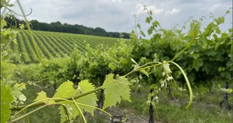 Circuit | Chemin des Vignes | Mosnac-St-Simeux