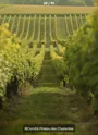 Circuit | Chemin des Vignes | Mosnac-St-Simeux_Rangs de vignes